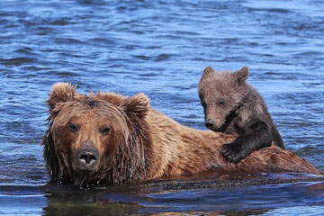 Moments tendres: une ourse et son bébé
