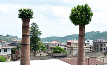 Des figuiers banians poussent sur des cheminées à Quanzhou