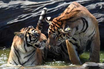 Tigres de Sibérie sous la chaleur à Harbin