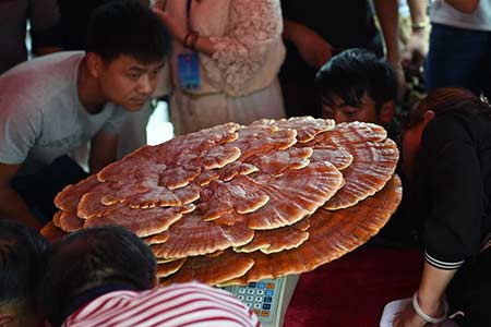 La compétition du champignon se tient dans la province du Yunnan