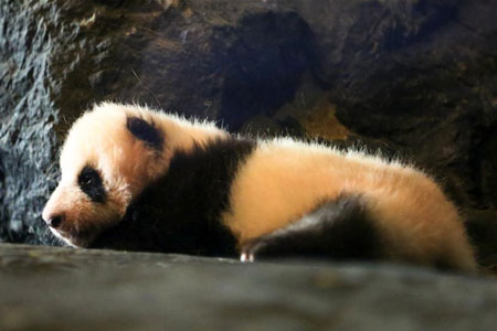 Le bébé du panda géant Hao Hao, né en Belgique, y restera pour 4 ans