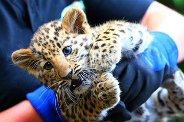 Belgique: d'adorables bébés léopards de l'Amour