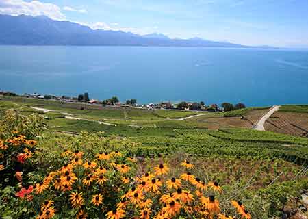 Photos : de beaux paysages d'été dans les vignobles en Suisse