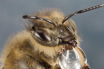 Photos - L'abeille en gros plan