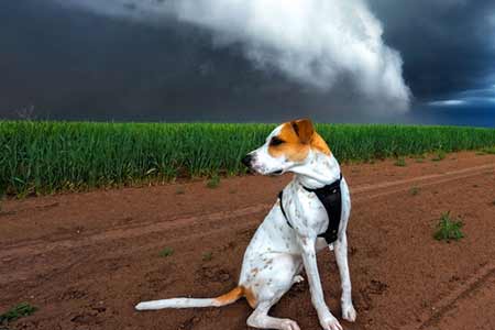 Un chien courageux pourchasse des tempêtes