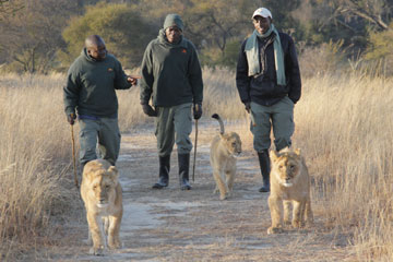 Zimbabwe : la marche avec des lions