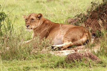Photos - Des animaux dans le parc national Murchison Falls en Ouganda