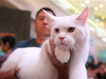 Photos : Un show de chats dans le sud-ouest de la Chine