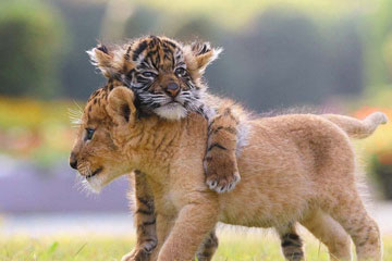 Photos - L'amitié entre un bébé tigre et un bébé lion