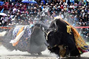 Chine : festival de combats de yaks au Tibet