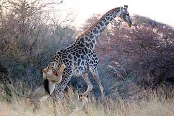 Un lion africain attaque un girafe