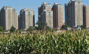 Le champ de maïs le plus cher du monde caché à l'intérieur du 3e périphérique de Beijing