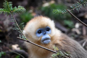 Photos - D'adorables singes au nez retroussé à Shennongjia