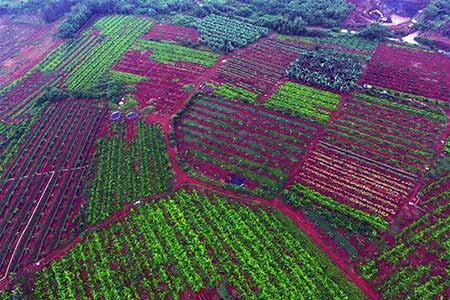 Photos : des champs colorés dans le sud de la Chine