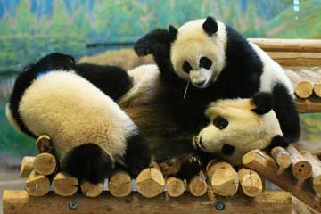 Canada : premier anniversaire de pandas jumeaux à Toronto