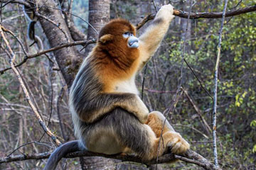 Chine: d'adorables singes dorés dans les forêts à Shennongjia