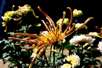 EN IMAGES: une exposition de chrysanthèmes à Kunming