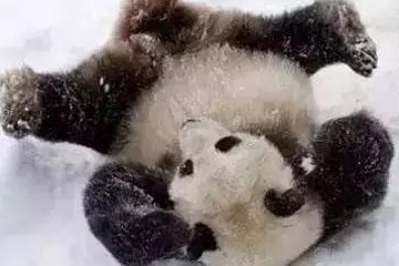 Quand le panda voit la neige à Harbin