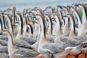 Les oies cygnoïdes migrent vers le lac Poyang pour l'hiver