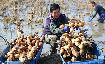 Chine : récolte des racines de lotus dans la province du Shandong