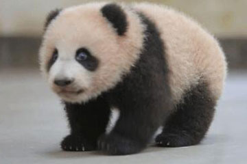 Un bébé panda apprend à marcher
