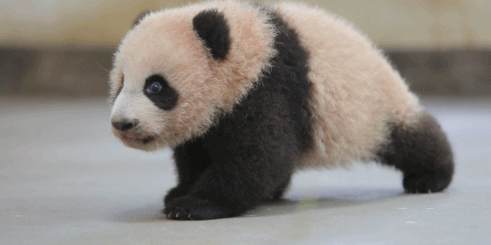 Un bébé panda apprend à marcher