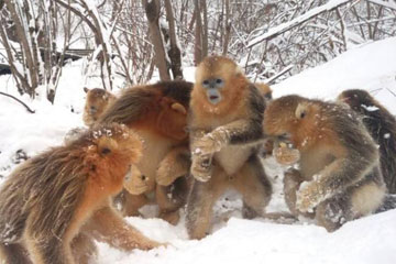 Photos - Des singes dorés s'amusent dans la neige à Shennongjia