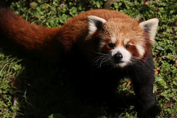D'adorables pandas roux dans un zoo au Népal