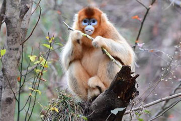 Photos - Des singes dorés dans le Shaanxi