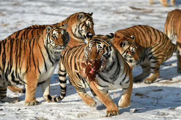 Photos - Des tigres de Sibérie attrapent un coq