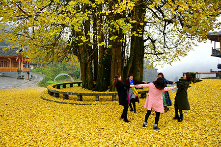 Photos : un incroyable "tapis d'or" dans le centre de la Chine