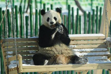 Photos - Deux pandas géants adorables au Heilongjiang
