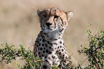 Photos - Des animaux dans la Réserve nationale du Masai Mara au Kenya