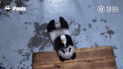 Des bébés pandas apprennent à boire du lait au biberon