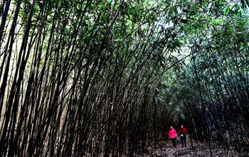 En images : forêt de bambou sauvage dans le nord-ouest de la Chine