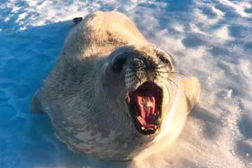 Photos d'adorables phoques en Antarctique