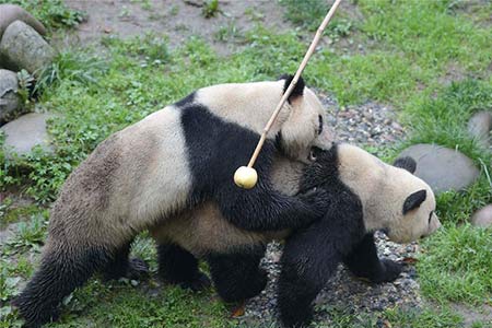Bilan 2016 : dix clichés magnifiques de pandas