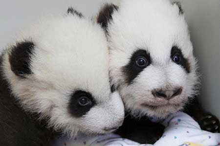 Deux bébés pandas s'appellent désormais Ya Lun et Xi Lun