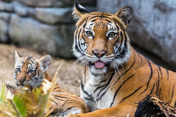 Photos - Un tigre de Malaisie et son bébé