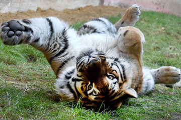 Photos d'un bébé tigre de 18 mois
