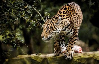 Photos : un jaguar à Amsterdam
