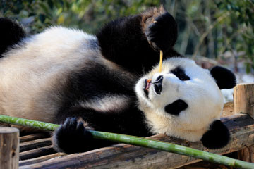 Photos d'adorables pandas géants