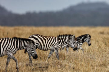 Photos - La Réserve nationale du Masai Mara au Kenya