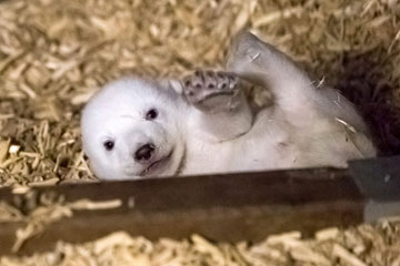Photos d'un bébé ours polaire dans un zoo à Berlin