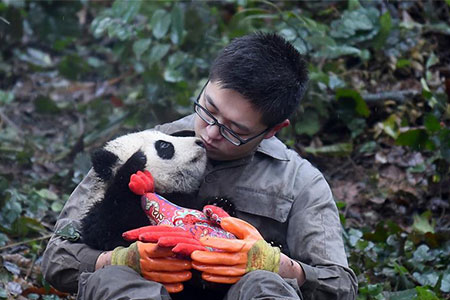 Bébés pandas dans le sud-ouest de la Chine
