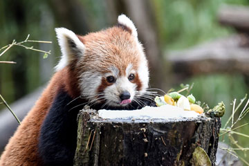 Photos d'un panda roux adorable à Mulhouse en France