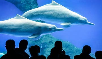 Dauphins blancs de Chine dans un aquarium de Zhuhai