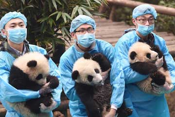 Bébés pandas dans une base de recherche du Sichuan