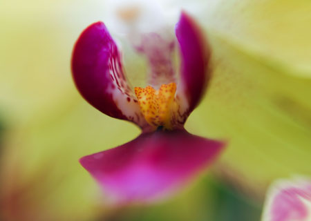 Photos - Des orchidées aux Jardins botaniques royaux de Kew à Londres