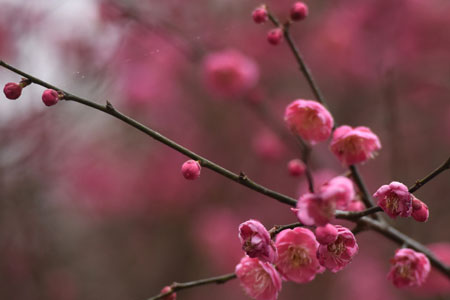 Des fleurs de prunier s'épanouissent dans l'est de la Chine
